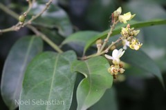 Xanthophyllum flavescens